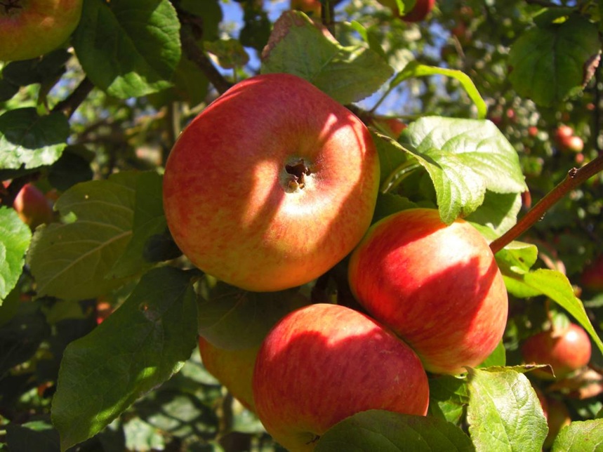 Obstbäume Sonderverkauf category icon/image